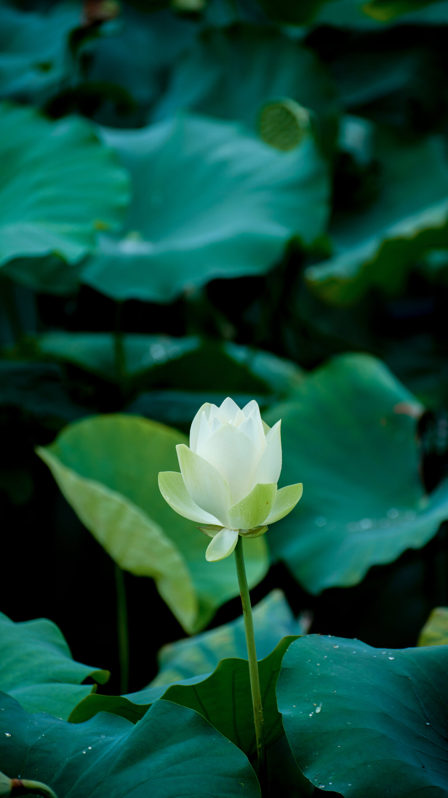 DSC_3970